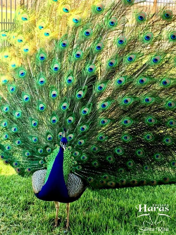 Pousada Haras Santa Rita Poconé Εξωτερικό φωτογραφία
